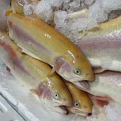 Форель янтарная непотрошеная